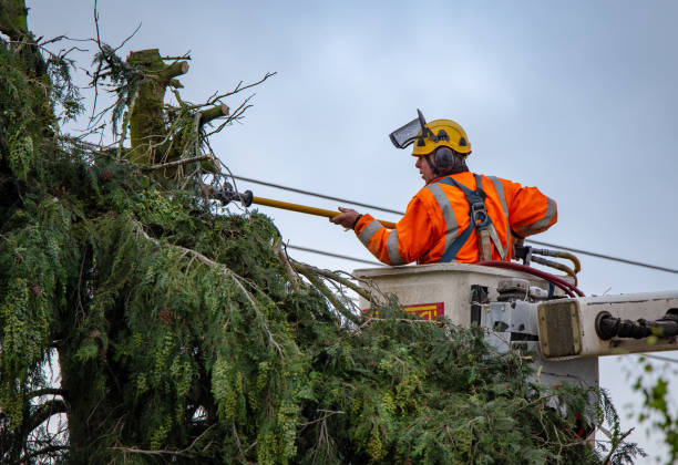 Best Tree and Shrub Care  in New Brockton, AL